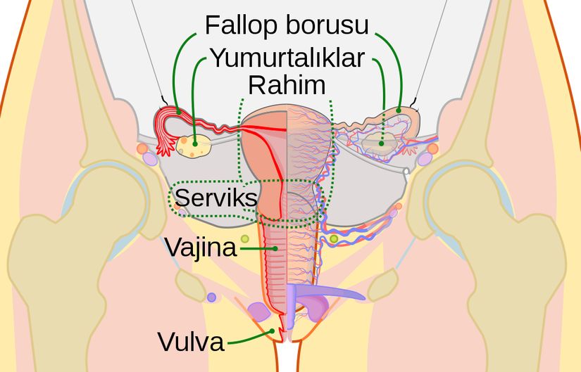 Dişi Üreme Sistemi Şeması