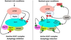 New 5-HT6 Antagonists Induce Autophagy, Boost Cognitive Potential