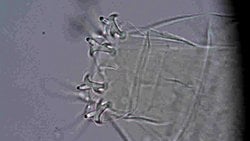 Milnesigiller (Milnesiidae)