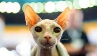 Photos from the world’s largest cat show, as 1,000 felines and their fans gather in Romania