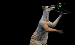 Dev Prehistorik Kanguruların Sosyal Hayatı: Evde Kalmayı Tercih Ediyorlardı.