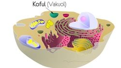 Koful