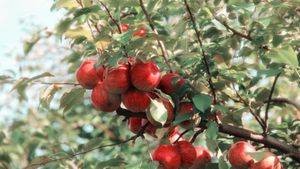 Evaluations Show Pomegranate Peel Extract And Vinegar Effective For Root Canal Disinfection