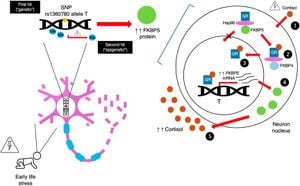 Early Life Stress Reveals FKBP51's Role In Mice