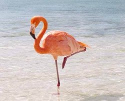 “Tüylü hayvanlar neden tek ayak üzerinde durmayı tercih eder"?