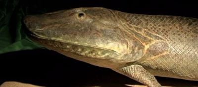 Tiktaalik Fosil Analizleri Omurgalı Bacaklarının Evrimine Işık Tutuyor!