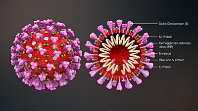 Koronavirüs Epidemiyolojisi ve Salgının Geleceğine Yönelik Modeller: COVID-19 Salgınından Neler Öğrendik?