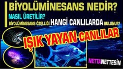 Biyolüminesans: Doğanın Işıldayan Sırları