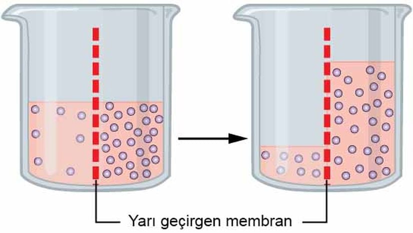 Beherin solunda konsantrasyonu düşük, sağında konsantrasyonu yüksek ortam bulunmaktadır.