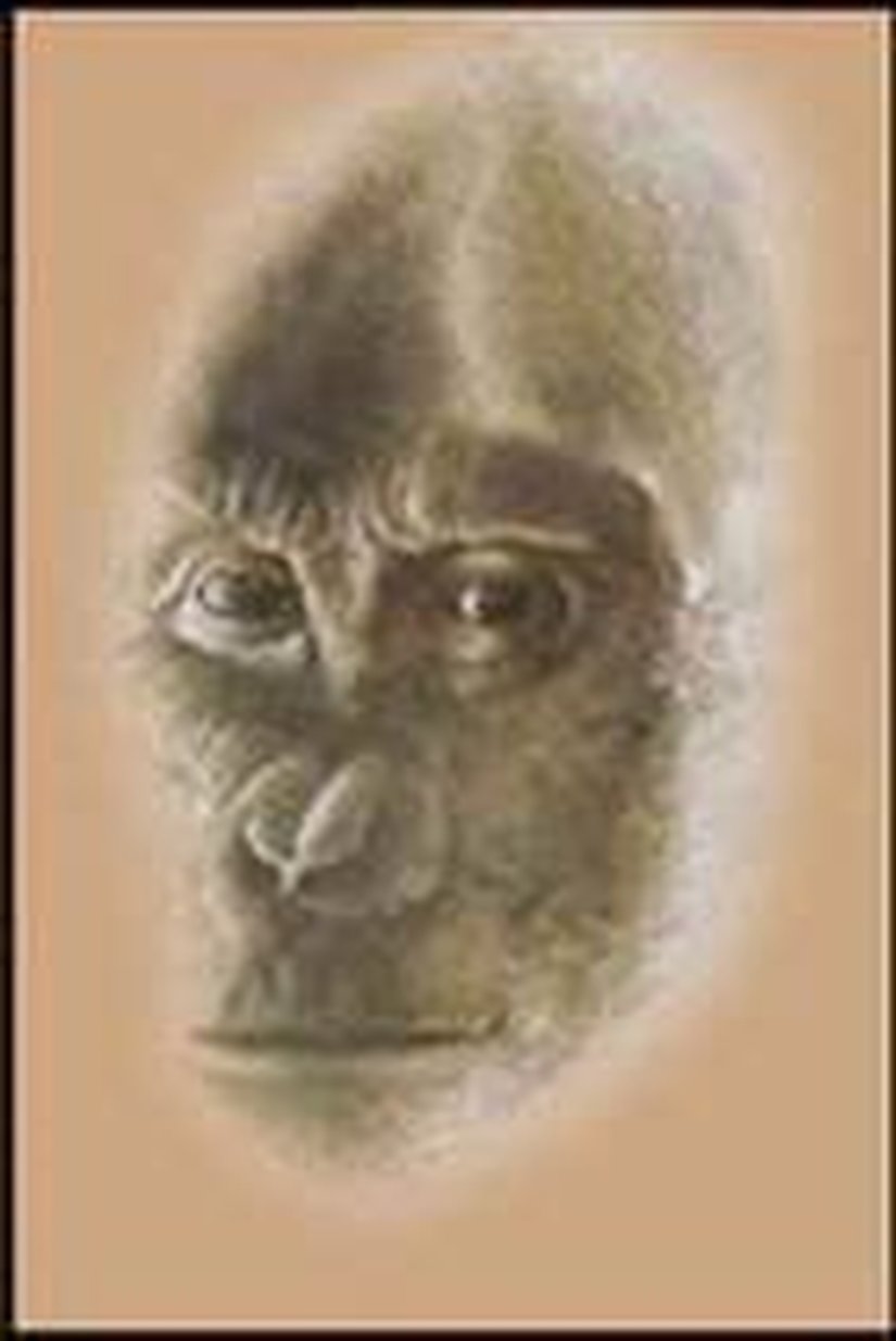 Ouranopithecus (Çizim)
