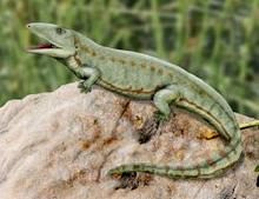 Proterogyrinus (Çizim Rekonstrüksiyon)