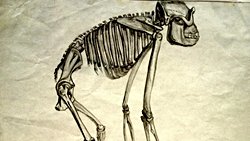 Təkamül: Nəzəriyyədirmi, qanundurmu, qaydadırmı?