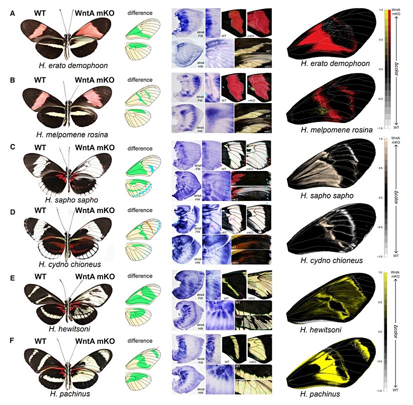 Kelebeklerde görülen farklı desenlerin gelişimsel mekanizmaları