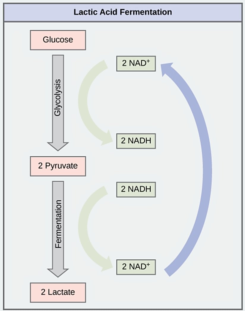Laktik asit fermantasyonu, kullanım nedeniyle yorgun düşen kaslarda yaygındır.