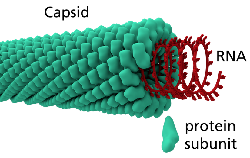 3D Model of a Helical Capsid Structure of a Virus