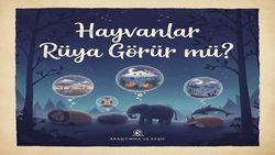 Hayvanlar da rüya görür mü ?