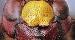 Mikrofotoğrafçılıkta Odak Birleştirme Yöntemi Nedir?