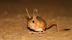 Araptavşanı (Allactaga williamsi)