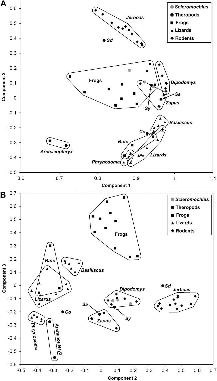 Farklı canlıların uzuv boyutlarının karşılaştırmaları.