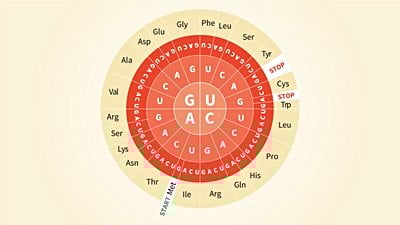 Nükleotit/Kodon Dairesi ve Kod Bolluğu: Kodon Daireleri Nasıl Okunur? Dünya'da Kaç Farklı Aminoasit Çeşidi Var?