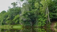 Suriname Pledges to Shield 90% of Forests, Far Beyond Global Conservation Goal