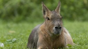 Unexpected Rodents Thrive Amid Dubai's Desert Oasis