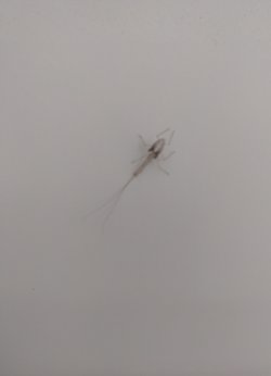 Kapımdaki Bu Böcek Hangi Tür?