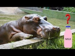 Su aygırı sütü neden pembedir?