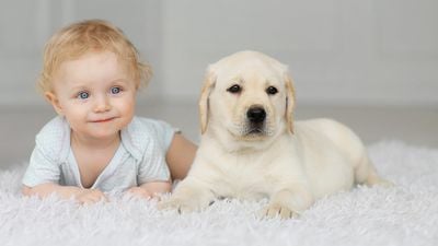 Köpeklerle Erken Yaşta Temas, Astım Olma Riskini Azaltıyor!