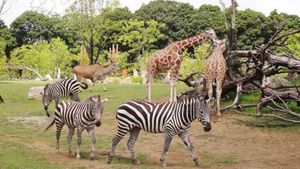 Japanese Zoos Introduce Innovative Improvements And Engaging Events