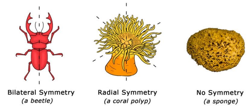 Omurgasızlarda Simetri. Süngerlerde simetri yoktur. İlk olarak radyal simetri evrimleşmiştir. Bunu bilateral simetri takip etmiştir.