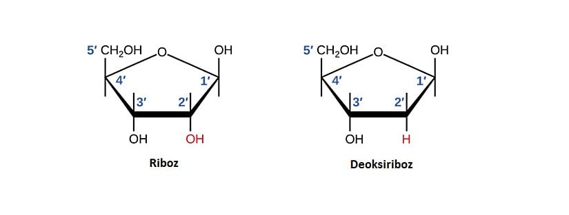 Riboz'un 2. karbonuna hidroksil grup bağlanırken Deoksiriboz'un 2. karbonuna Hidrojen atomu bağlanır.