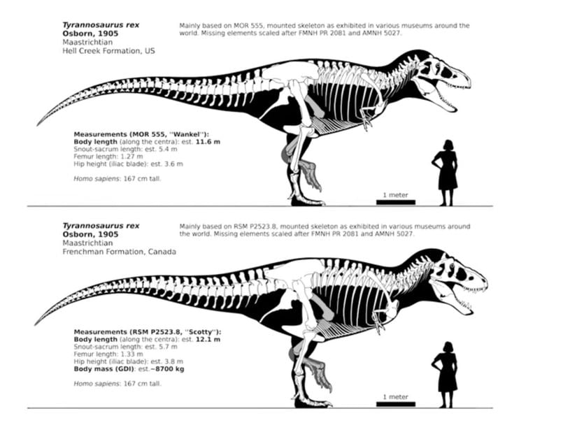 Tyrannosaurus morfotipleri.