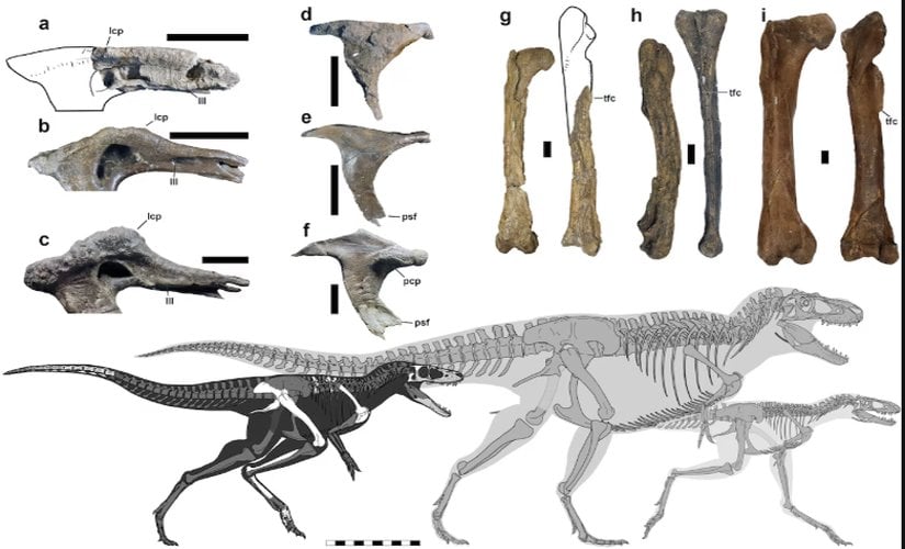 Yetişkin Khankhuuluu (a, d, g) fosillerinin, yetişkin Gorgosaurus (c, f, i) ve genç Gorgosaurus (b, e, h) fosilleriyle karşılaştırılması; Khankhuuluu gibi daha küçük gövdeli tiranazoroidler ile Gorgosaurus ve Tyrannosaurus gibi daha büyük gerçek tiranazorlar arasındaki evrimsel soy hattına dair yeni bilgiler sunmaktadır. Silüetler, Khankhuuluu'nun (solda) boyutlarını genç (sağda) ve yetişkin (ortada) bir Gorgosaurus ile karşılaştırmaktadır. Ölçek çizgileri, 5 cm (bireysel parçalar) ve 1 m'dir (silüet).