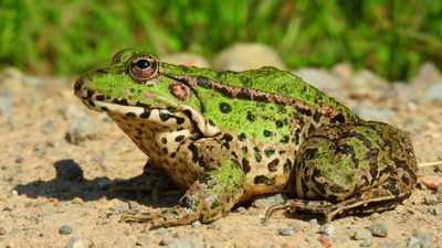 Ova kurbağası (Pelophylax ridibundus )