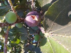 bu agaca ne olmus?  uzerindekiler ne?