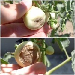 Domateslerim neden böyle oluyor?