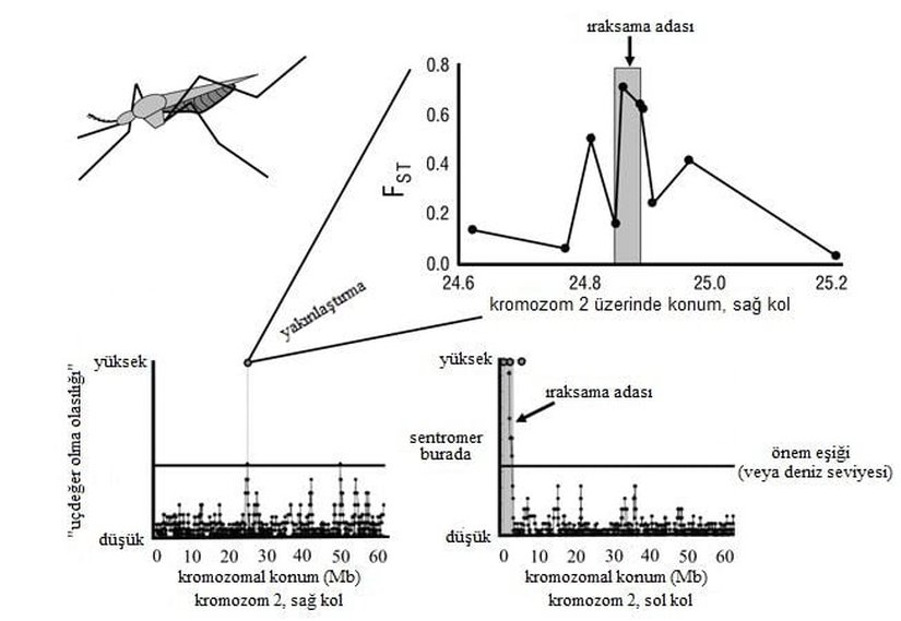 Şekil 4: Başlangıç aşamasında olan Anopheles gambiae türü üzerinde genomik ıraksama adalarının deneysel bir örneği. Aşağıdaki iki grafik, kromozom iki üzerindeki farklılaşma şemasını gösteriyor (Turner ve ark. 2005). Gri alanlar; kayan pencere analizlerinde yüksek derecede farklılaşmış olarak tanımlandı ve farklılaşma, bu bölgelerdeki lokuslar (kırmızı daireler) dizilenerek doğrulandı. Sol kolda, sentromerin yakınında, beklenenin çok üstünde farklılaşmış büyük bir ada kendini belli ediyor. Sol kolda küçük bir ada da belirgin olarak görülmekte. Üstteki grafik, küçük adadaki belirtilen tüm genlerin dizisinin bir kısmının çıkarıldığı, daha sonra yapılan bir çalışmayı gösteriyor (Turner & Hahn 2007). 2010 Nature Education. Orijinal araştırmadan uyarlanmış ve Public Library of Science ve Society of Molecular Biology and Evolution’ın izniyle yeniden basılmıştır. Tüm hakları saklıdır.