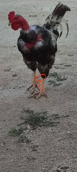 neden horozlarda 5 parmak varken tavuklarda 4 parmak var?