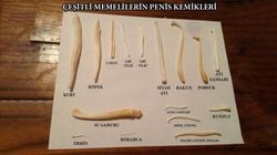 Baculum ve Cinsel Seçilim: İnsanlar Penis Kemiğini Neden Kaybetti?