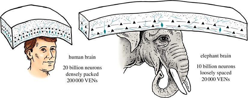 Bir insan ve bir Afrika fili beynindeki nöron bilgileri ve VEN sayıları.