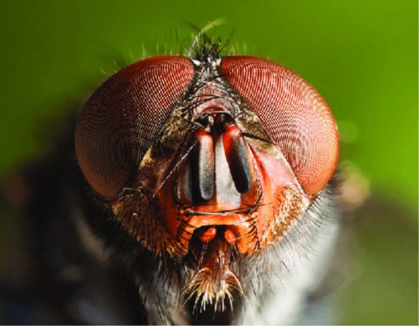 Calliphora vomitoria (Linnaeus, 1758)