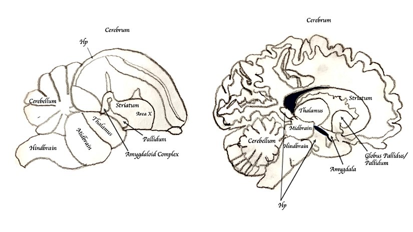Kuş (sol) ve insan (sağ) beyin karşılaştırması. "Hp" ile gösterilen yerler hipokampusa işaret ediyor.