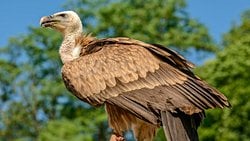 Kızıl akbaba (Gyps fulvus)