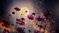 ¡Prepárate para una noche mágica! La Luna de Flores iluminará el cielo de la CDMX estos días de mayo