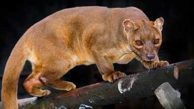 Fossa (Cryptoprocta ferox)