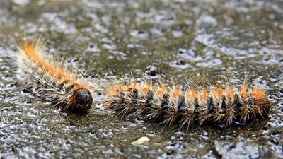 Çam kese böceği (Thaumetopoea pityocampa)