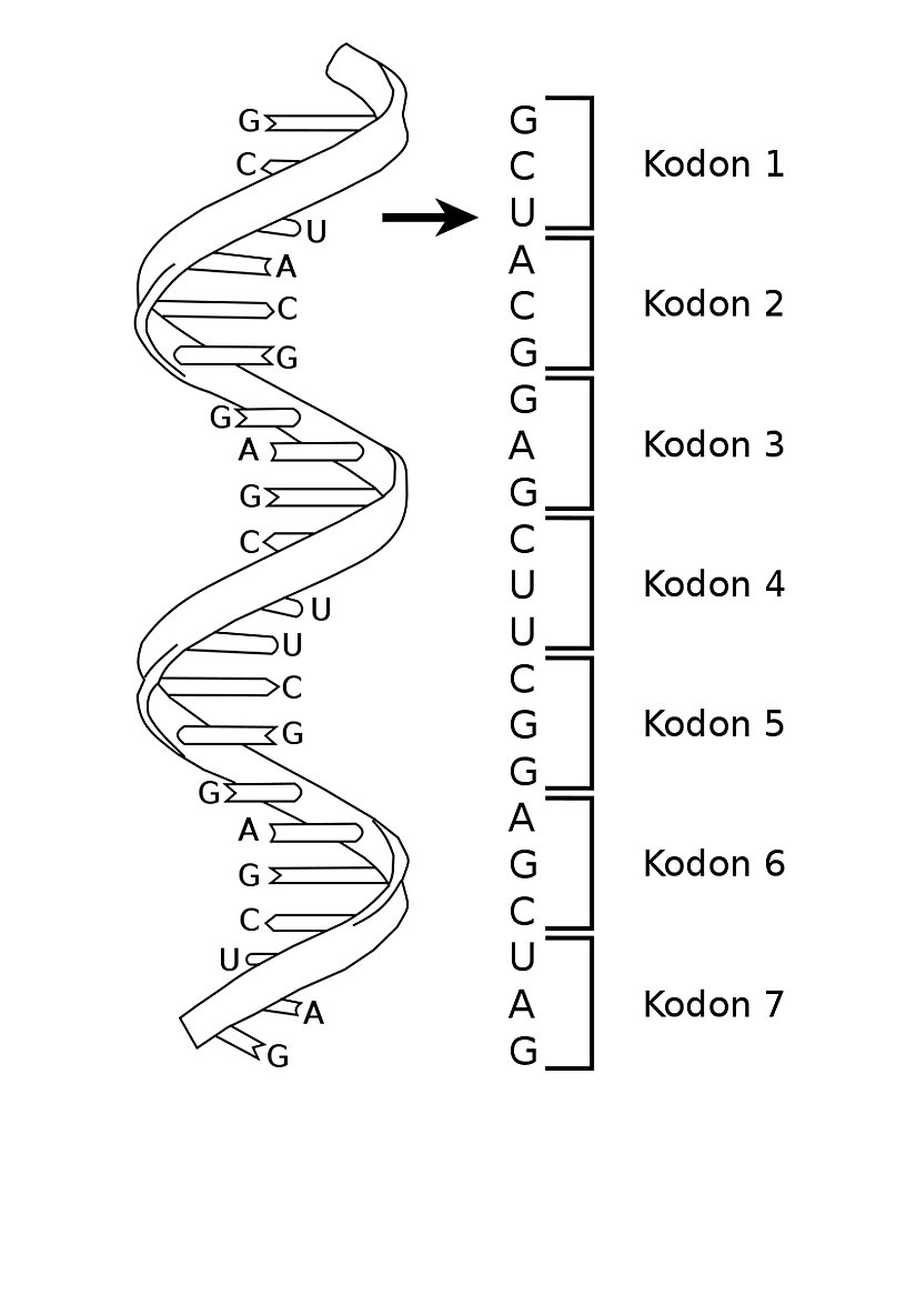 Yapay DNA nın basitçe resmi. Her bir kodon bir genetik kodu barındırıyor.