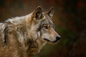 New Tools And Community Efforts Boost Wildlife Conservation