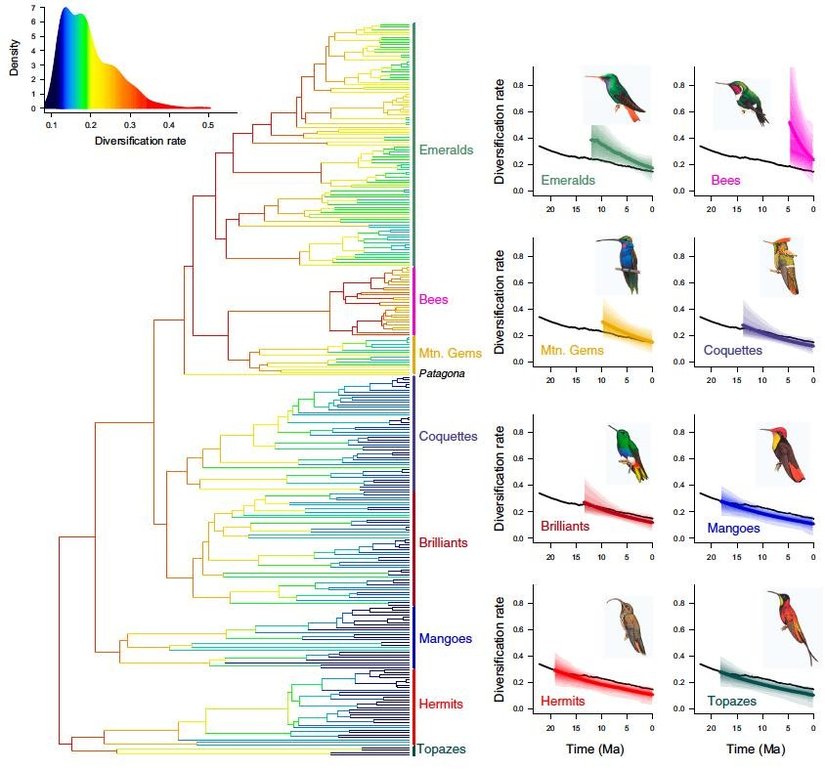 Sinekkuşlarının filogenetik haritasını (evrim ağacını) ortaya çıkaran çalışmadan bir diğer görsel...